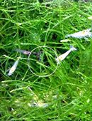 White Pearl, Zwerggarnele, reinerbig, ab 1,70€, Versand/ Abholung in 53894