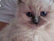 Baby Kater - Heilige birma - Gelsenkirchen Erle