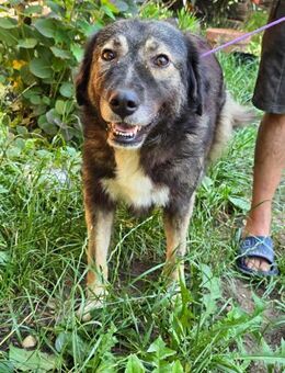 Nele die mit dem hübschen Gesicht - Overath
