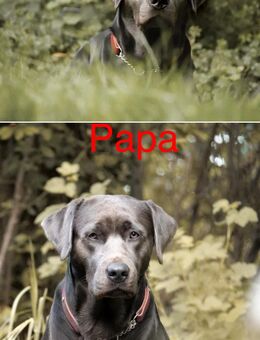 Reinrassige Labrador Welpen mit Ahnentafel silber und weiß, charcoal - Bad Wildungen