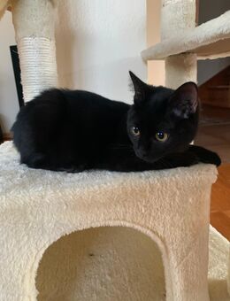 Verschmuster lieber Kater 6 Monate - Urbach (Baden-Württemberg)