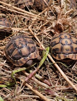 Griechische Landschildkröten NZ 2024 - Zerbst (Anhalt)