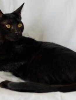 Geri, charmanter Panther, ca. 5 Monate - Vaterstetten