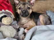 Banzai mit Geduld zum Traumhund - Chemnitz