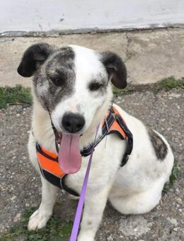 Amy, super liebe kleine Lady wartet.... - Köln