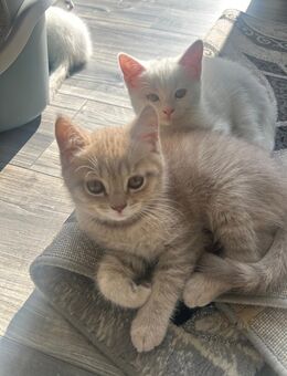 BKH Kitten - Duisburg