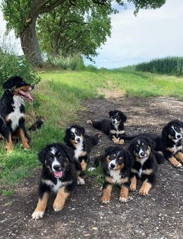 Wunderschöne jung Hunde zu verkaufen - Sinsheim Zentrum