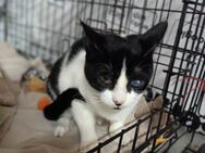 Handicapkatze Martina aus dem Tierschutz - Grevenbroich