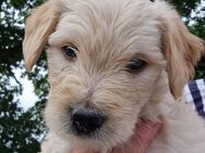 Labradoodle-Welpen F1 - Ostercappeln