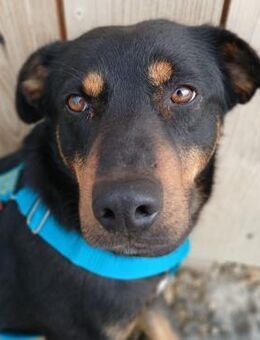 ❣️Zuckerschnute Junghund - ⭐Moshi⭐❣️ - Eislingen (Fils)