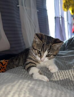 Verkaufe eine Bkh Mix Kitten - Gieleroth