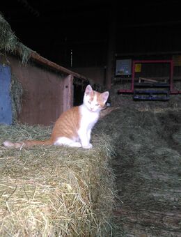 Bauernhofkatze zu verkaufen - Biberach (Riß)