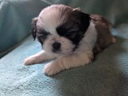 Shih Tzu Mädchen Hope - Seeland Gatersleben