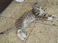 Kleiner Kater suchen ein neues Zuhause - Möckern Grabow