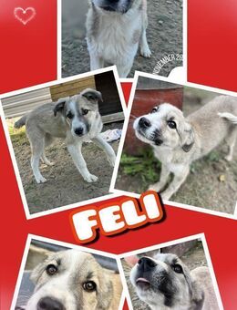 Welpenmädchen Feli sucht Zuhause - Nürnberg