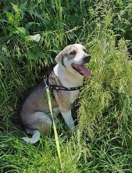 Bobby, lieb und menschenbezogen - Bonndorf (Schwarzwald)