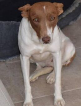 Basi freundlich, lieb sucht ihre Familie - Niedereschach