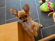 Reinrassige Chihuahuawelpen suchen Ihren Traumplatz! - Roth (Landkreis Altenkirchen (Westerwald))