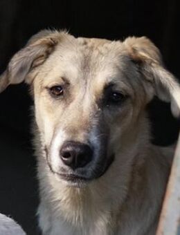 Angelica, geb. 01/2023, GRIECHENLAND - Euskirchen