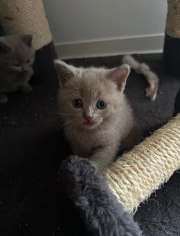 BKH Kitten Britisch Kurzhaar Kitten reinrassig - Speyer