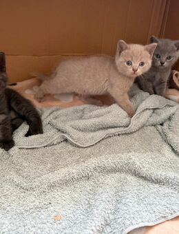 Britisch Kurzhaar Kitten - Dettenheim
