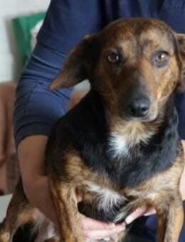 Scarlett ❤️ Schutzgebühr 500 Euro - Burgsinn