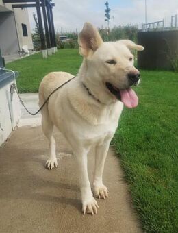 Bella ist eine wunderbare Hündin - Schwarmstedt