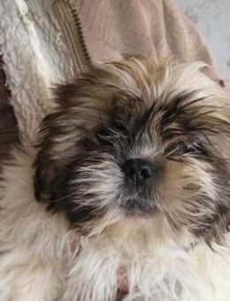 BUSTER sucht ein neues zuhause - Wettenberg