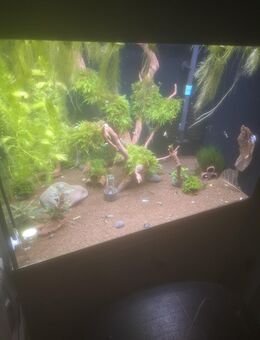 Aquarium mit garnelen - Solingen (Klingenstadt)