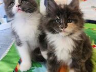 =^..^=Tolle Maine Coon kitten aus seriöser Zucht =^..^= - Bad Berleburg