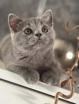 Reinrassiger Britisch Kurzhaar Kater mit Stammbaum - Viersen Zentrum