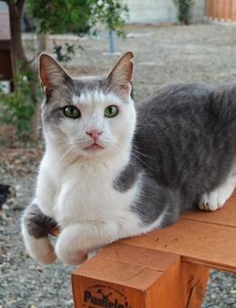 Bond (James Bond) sucht seine Majestät - Kirchheim (München)