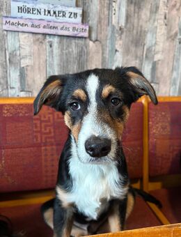 Lieber kleiner Rüde - Salzbergen