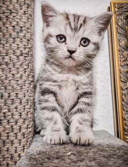 Noch 1 BKH-Mädchen im Whiskas-Look (Black-Silver-Tabby-Classic) abzugeben - Dresden