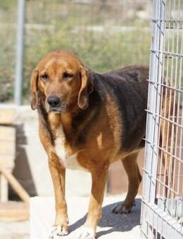 Perla Mix Hündin 7,5 Jahre alt in GR - Reutlingen
