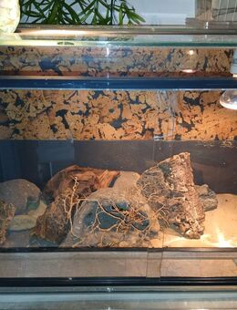 Leopardengecko , Babys mit Terrarium - Marl (Nordrhein-Westfalen)
