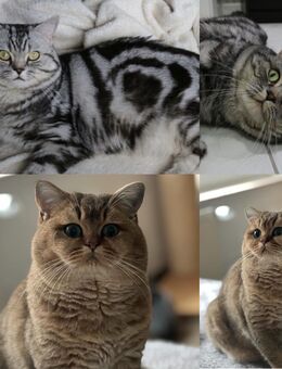 BKH Deckkater in Black Silber Tabby Classic u. Black Golden Tabby Ticked Stammbaum - Magdeburg
