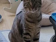 Liebe Roxy sucht ihre Familie - Margetshöchheim
