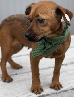 Dina -Kleine, liebe Hündin sucht Zuhause - Berlin