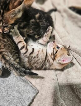 Bengal MainCoon Kitten - Speyer