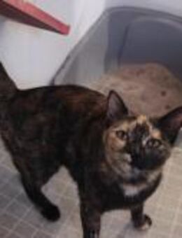 Mousse; auf der Suche nach dem Glück - Geilenkirchen