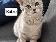 BKH Kitten abgabebereit (13 Wochen) - Remscheid