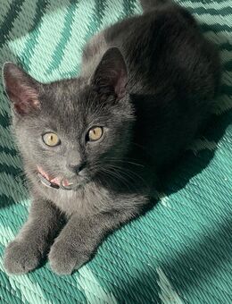 Zwei süße Kitten bereit für ein liebevolles Zuhause 🐾 - Ravensburg