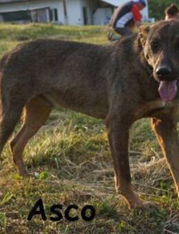 Asco Vier Pfoten und ein Traum ... - Kissing