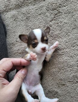 Chihuahua Mini - Gaggenau