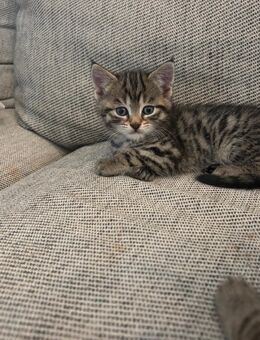 Wunderschöne Kitten Katzenbabys - Oberding