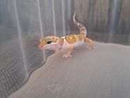 Leopardgecko Männchen 2 - Rühen