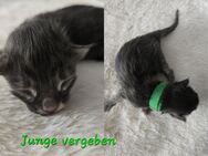 Maine coon Kitten - Pirmasens Zentrum