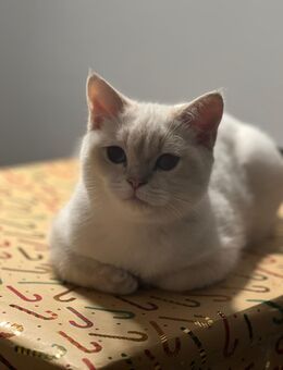 Junge BKH Katze Männlich nicht kastriert - Bayreuth