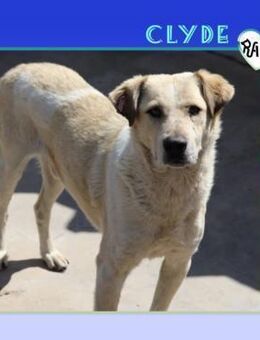 CLYDE 🧡 - HAST DU EIN ZUHAUSE FÜR MICH? - Alfeld (Leine)